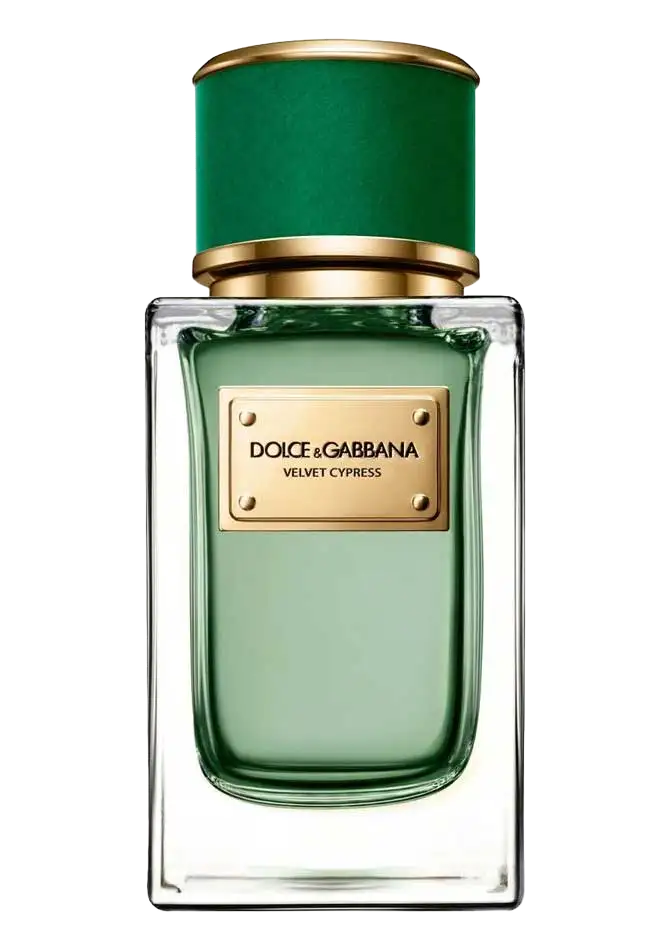 Velvet Cypress by Dolce&Gabbana